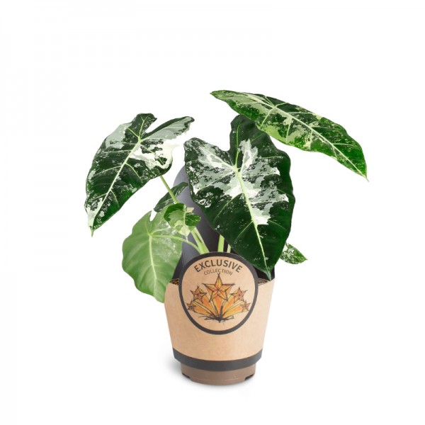 Алоказія 'Фрайдек Варієгата' / Alocasia 'Frydek Variegata'