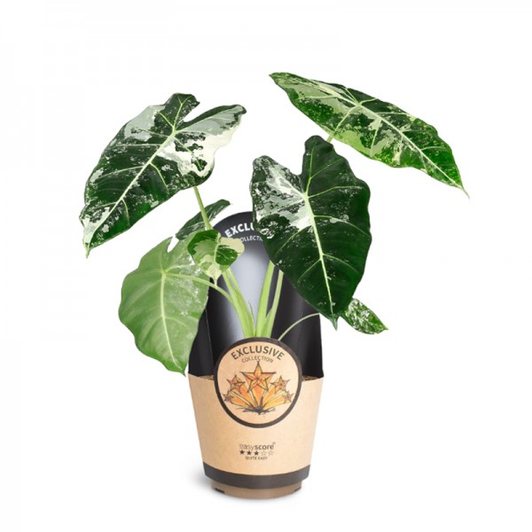 Алоказія 'Фрайдек Варієгата' / Alocasia 'Frydek Variegata' Ø17см ↑40-45см