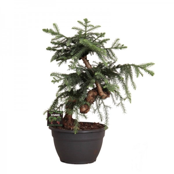 Араукарія бонсай / Araucaria bonsai Ø25см ↑65см