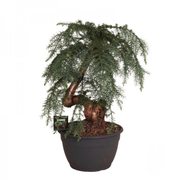 Араукарія бонсай / Araucaria bonsai Ø30см ↑75см