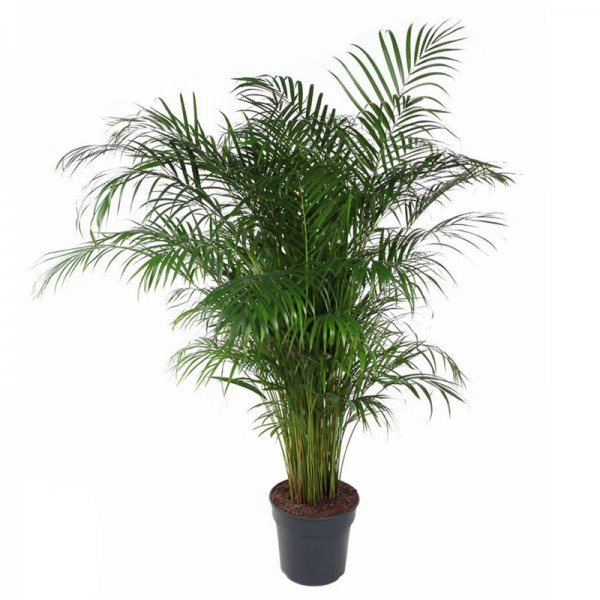 Дипсіс (Арека) / Dypsis (Areca)  Ø24см ↑140см