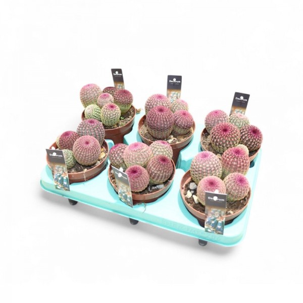 Ехіноцереус Ригідіссімус Рубріспінус / Echinocereus rigidissimus var. rubrispinus Ø12см ↑15-20 см