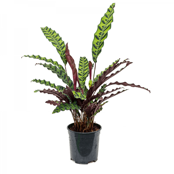 Калатея Лансифолия (Инсигнис) / Calathea lancifolia (insignis)
