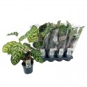 Калатея Макоя / Calathea makoyana