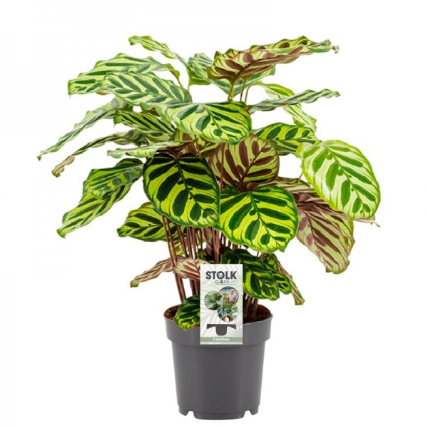 Калатея Макоя / Calathea makoyana