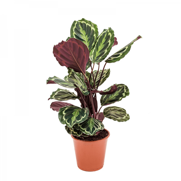 Калатея Медальон / Calathea Medallion