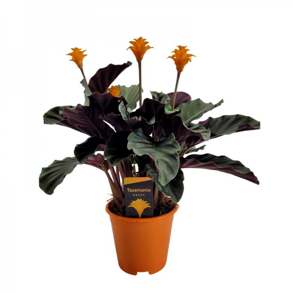 Калатея 'Тасманія' / Calathea 'Tassmania' Ø14см ↑35-40см