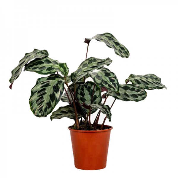 Калатея Хелен Кеннеді / Calathea Helen Kennedy Ø19см ↑60-70см