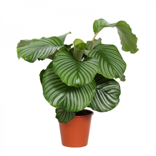 Калатея Орбіфолія / Calathea Orbifolia Ø17см ↑65-70см