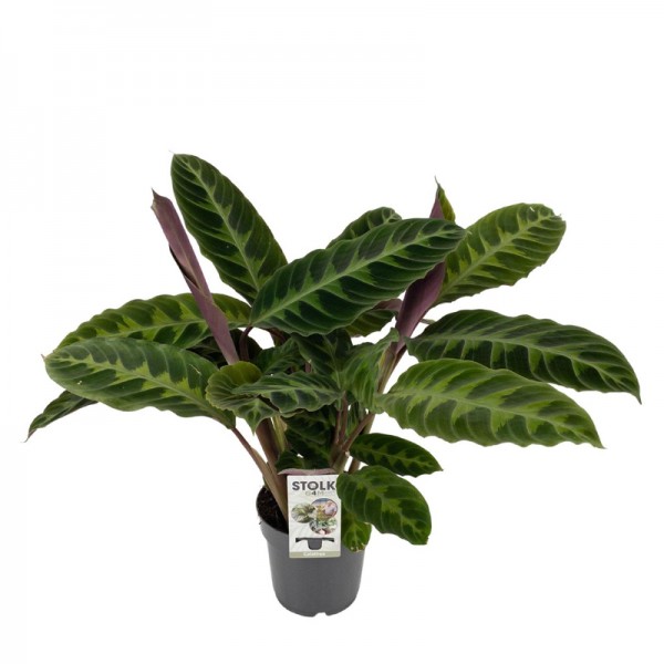 Калатея Варшевіча / Calathea warscewiczii Ø14см ↑40-50см