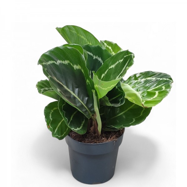 Калатея Розеопікта Грін / Calathea Roseopicta Green Ø12см ↑25-30см