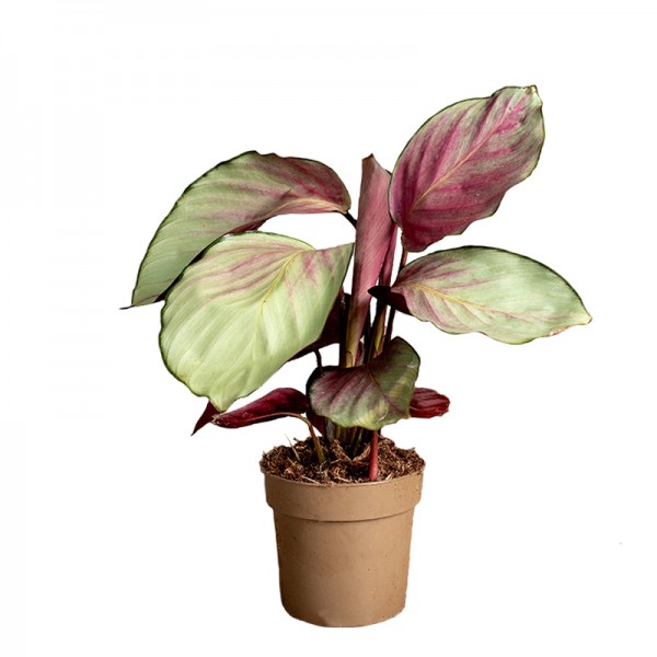 Калатея Сільвер Плейт / Calathea Silver Plate Ø12см ↑25-30см