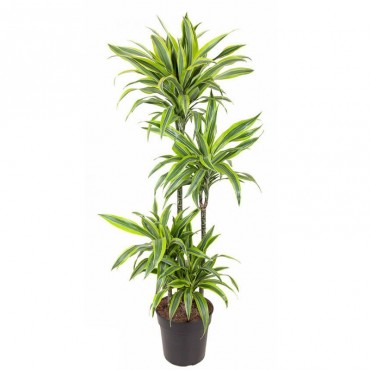 Драцена фрагранс 'Ле...