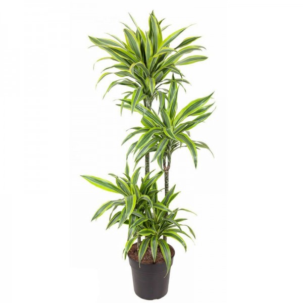 Драцена фрагранс 'Лемон Лайм' / Dracaena fragrans 'Lemon Lime' Ø27см ↑150см 