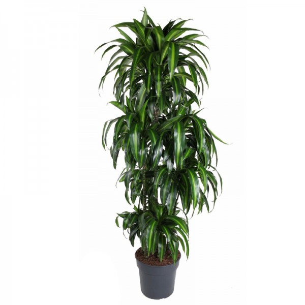 Драцена фрагранс 'Гаваї Саншайн' / Dracaena fragrans 'Hawaiian Sunshine' Ø34см ↑180см