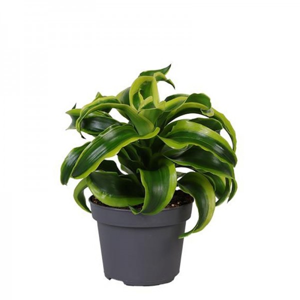 Драцена фрагранс 'Торнадо' / Dracaena fragrans ''Tornado' Ø12см ↑25см