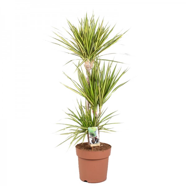 Драцена маргіната Санрей / Dracaena marginata Sunray Ø24см ↑120см (3)