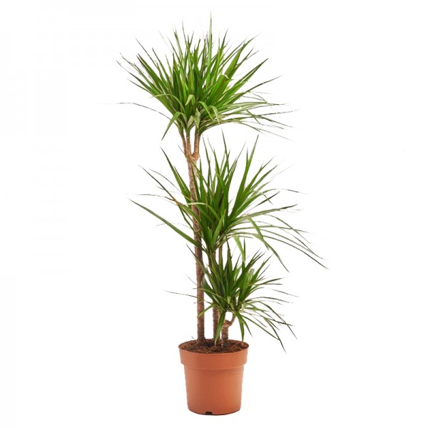 Драцена маргіната / Dracaena marginata Ø21см ↑120см (3)