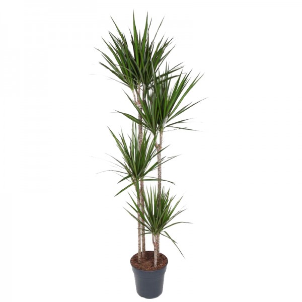 Драцена маргіната / Dracaena marginata Ø27см ↑180см (5)