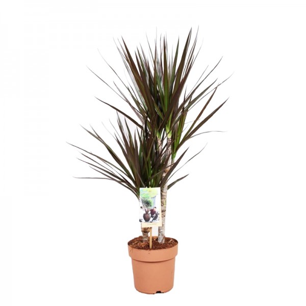 Драцена маргіната 'Маджента' / Dracaena marginata 'Magenta' Ø17см ↑60-80см 