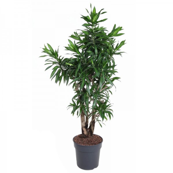 Драцена рефлекса 'Пісня Ямайки' / Dracaena reflexa 'Song of Jamaica' Ø34см ↑150см