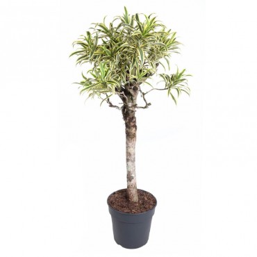 Драцена рефлекса 'Пі...