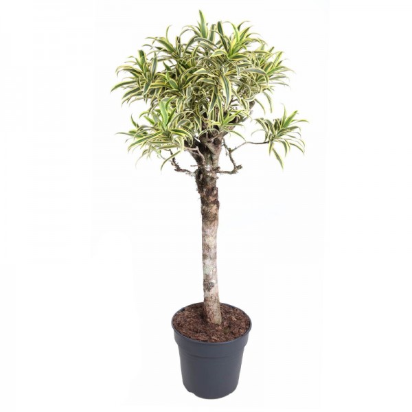 Драцена рефлекса 'Пісня Індії' / Dracaena reflexa 'Song of India' Ø31см ↑140см