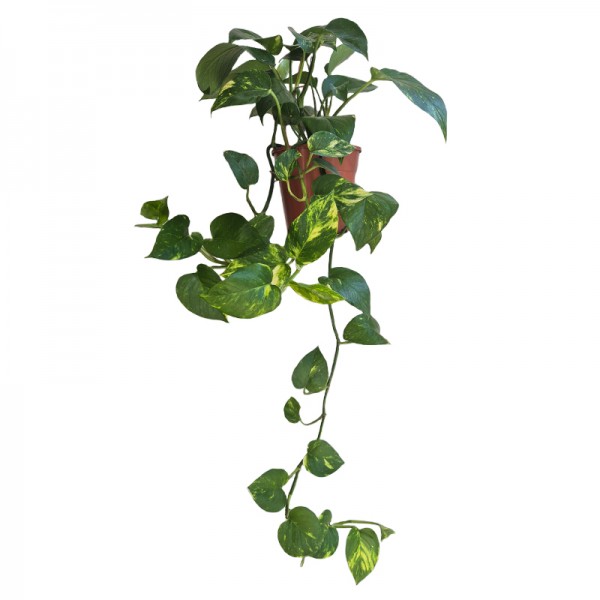 Эпипремнум Ауреум / Epipremnum Aureum Ø15см ↑60-80см 