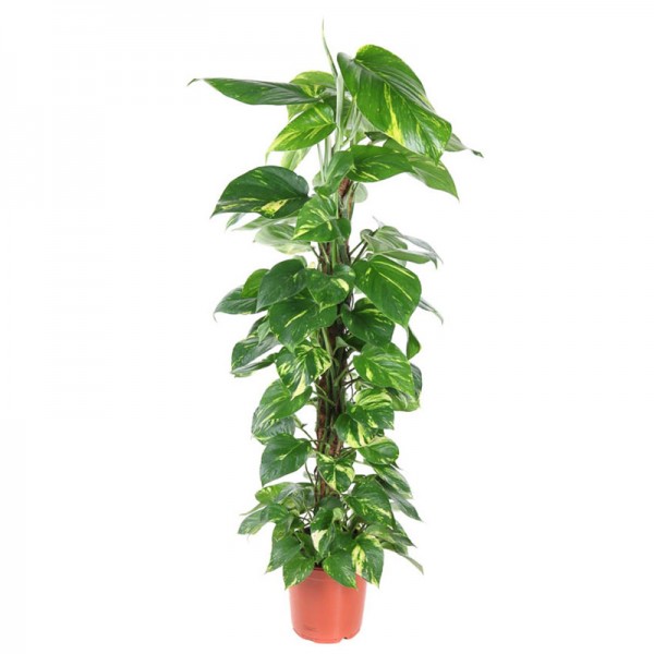 Епіпремнум Ауреум / Epipremnum Aureum Ø21см ↑90-100см на опорі