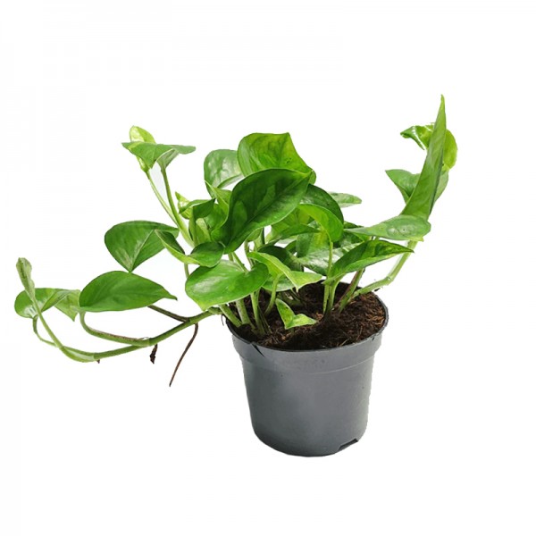 Епіпремнум 'Глобал Грін' / Epipremnum  'Global Green' Ø12см ↑20-25см