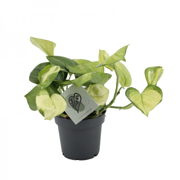 Епіпремнум 'Лемон Топ' /  Epipremnum  'Lemon Top' Ø12см ↑20см