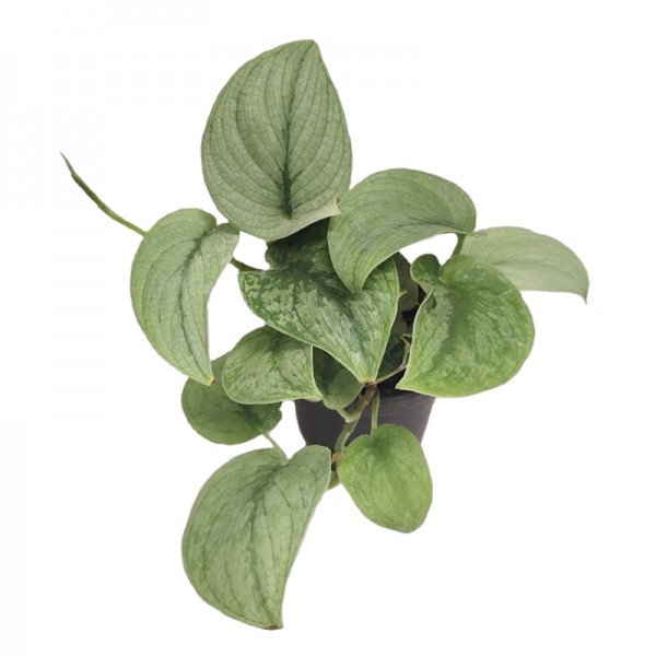 Епіпремнум 'Сільвер Хіро' / Epipremnum  'Silver Hero' Ø12см ↑20см