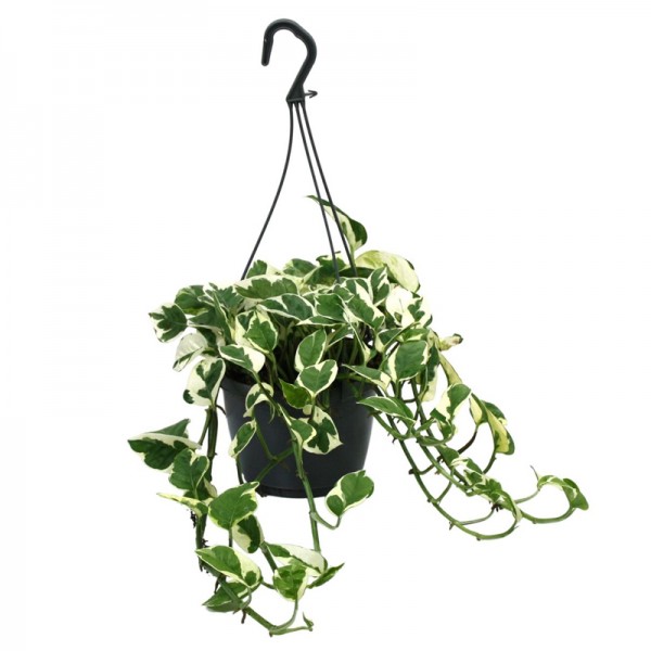 Епіпремнум 'Енджой' / Epipremnum 'N'JOY'  Ø15см ↑30-40см