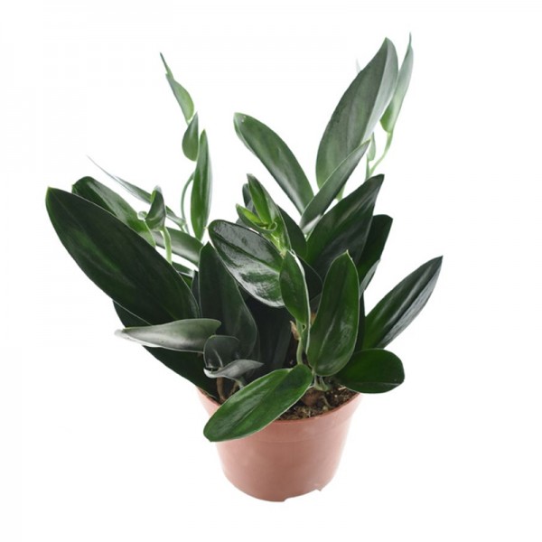 Епіпремнум требі 'Дарк Форм' / Epipremnum treubii  'DARK FORM' Ø12см ↑20-30см