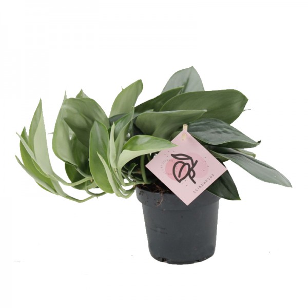 Епіпремнум требі 'Мунлайт' / Epipremnum treubii  'Moonlight' Ø12см ↑20-30см