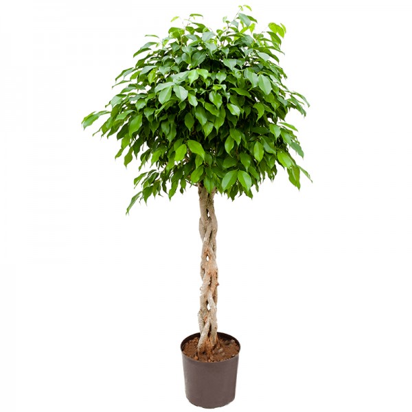 Фикус Бенджаміна Екзотика косичка 140см / Ficus benjamina Exotica 140cm