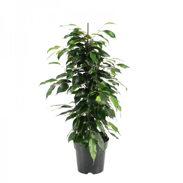 Фікус Бенджаміна Даніель / Ficus Benjamina Danielle Ø17см ↑70-80см