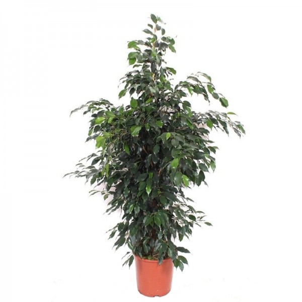 Фікус Бенджаміна Даніель / Ficus Benjamina Danielle