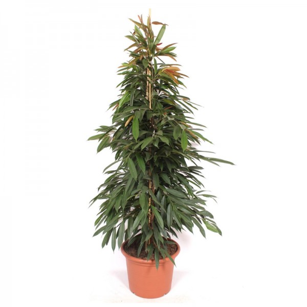 Фікус 'Амстел Кінг' / Ficus 'Amstel King' Ø27см ↑140см