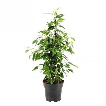 Фікус Бенджаміна Ана...