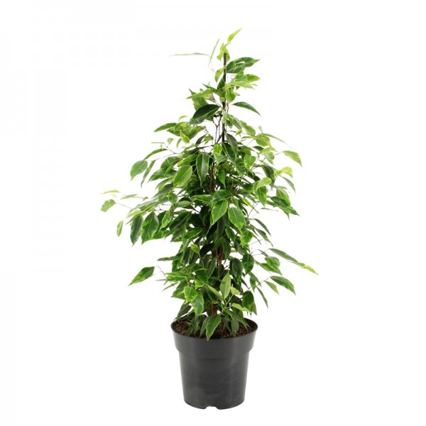 Фікус Бенджаміна Анастасія / Ficus Benjamina Anastasia Ø17см ↑70-80см