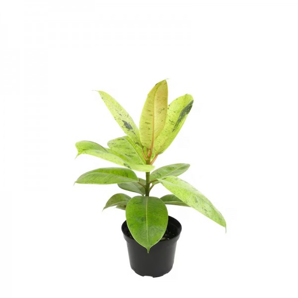 Фікус Еластіка Шріверіана / Ficus elastica Schrijveriana Ø12см ↑30-40см  