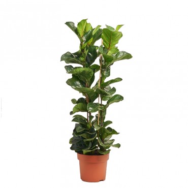 Фікус Лірата / Ficus...