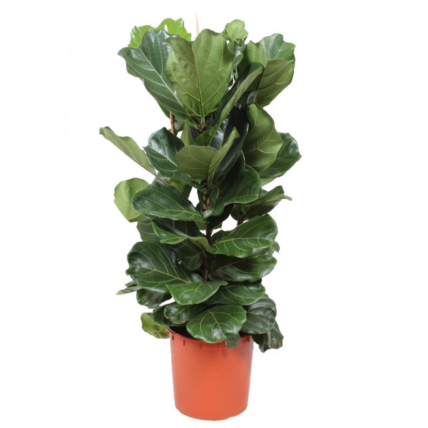 Фікус Лірата  / Ficus lyrata Ø34см ↑140-150см