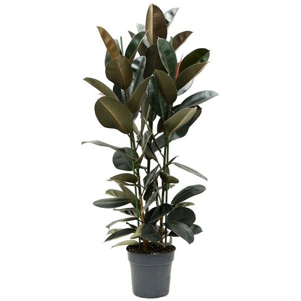 Фікус Эластіка Абіджан / Ficus elastica Abidjan Ø30см ↑150см