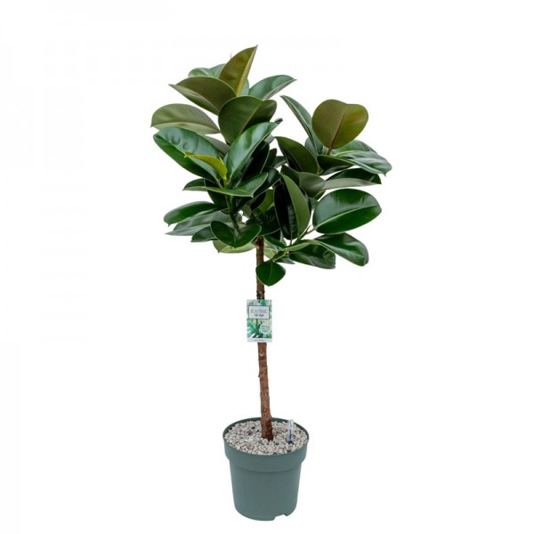 Фікус Еластіка Макана / Ficus elastica Makana Ø27см ↑130-140см