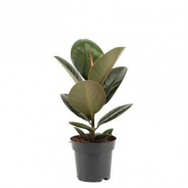 Фікус Еластіка Робус...