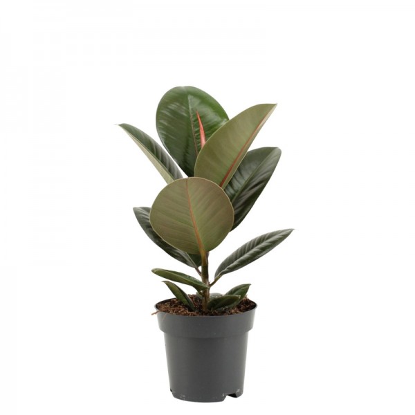 Фикус Эластика Робуста / Ficus elastica Robusta Ø12см ↑30-40см