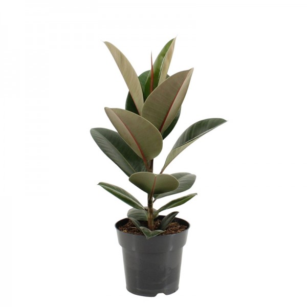 Фікус Еластіка Робуста / Ficus elastica Robusta