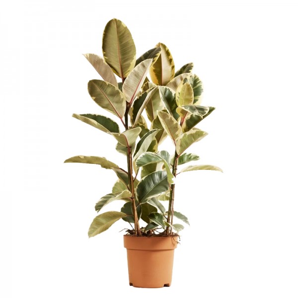 Фікус Еластіка Тінеке / Ficus elastica Tineke Ø27см ↑130см